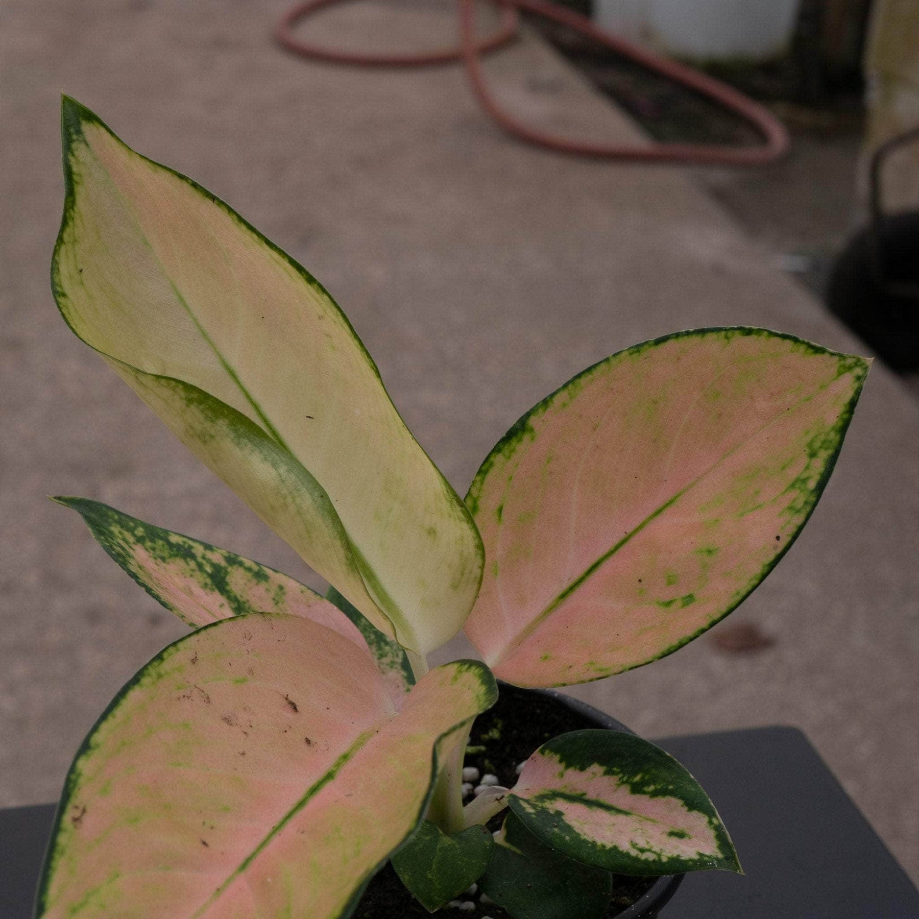 aglaonema golden love Aglaonema 'Golden Love'