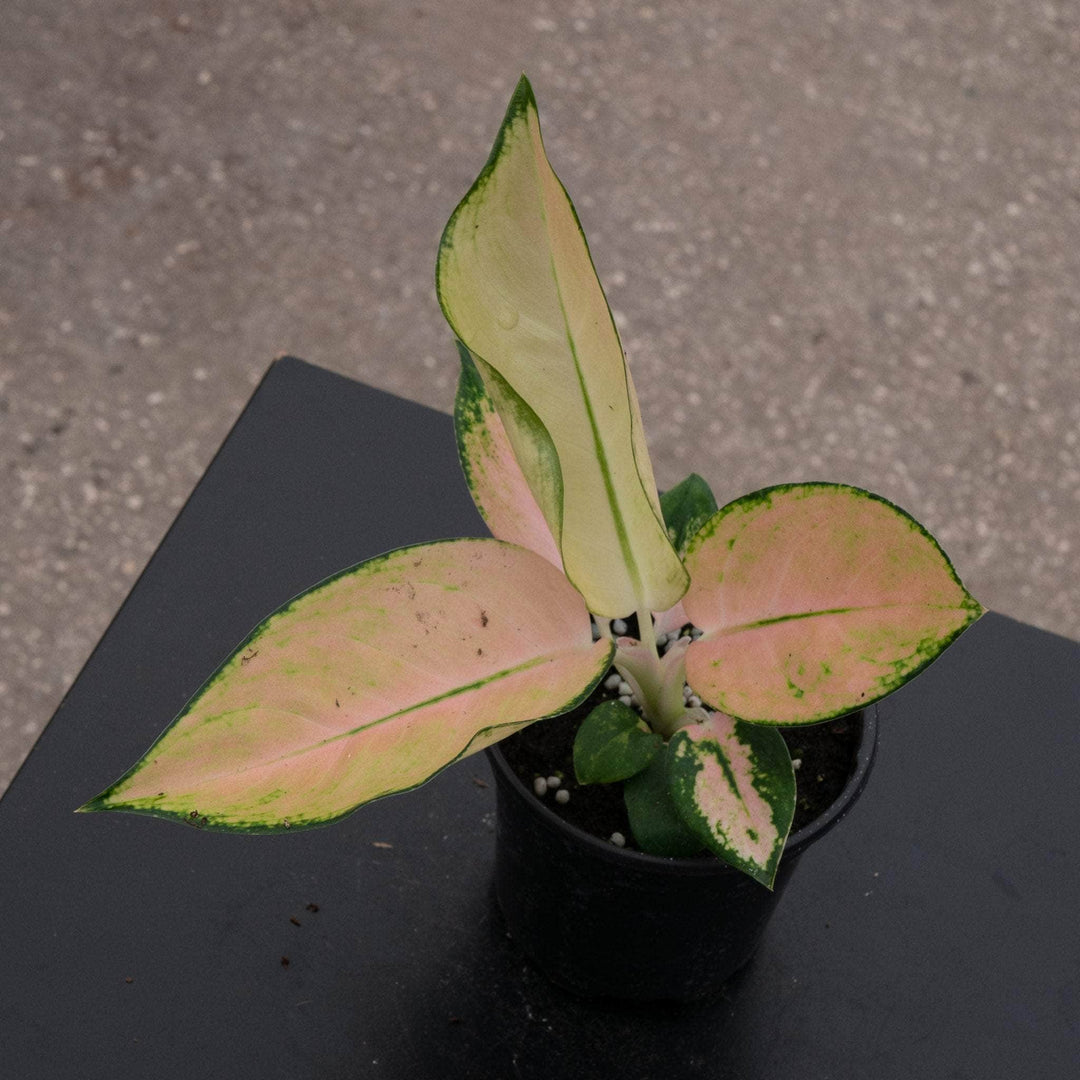 aglaonema golden Aglaonema 'Golden Love'