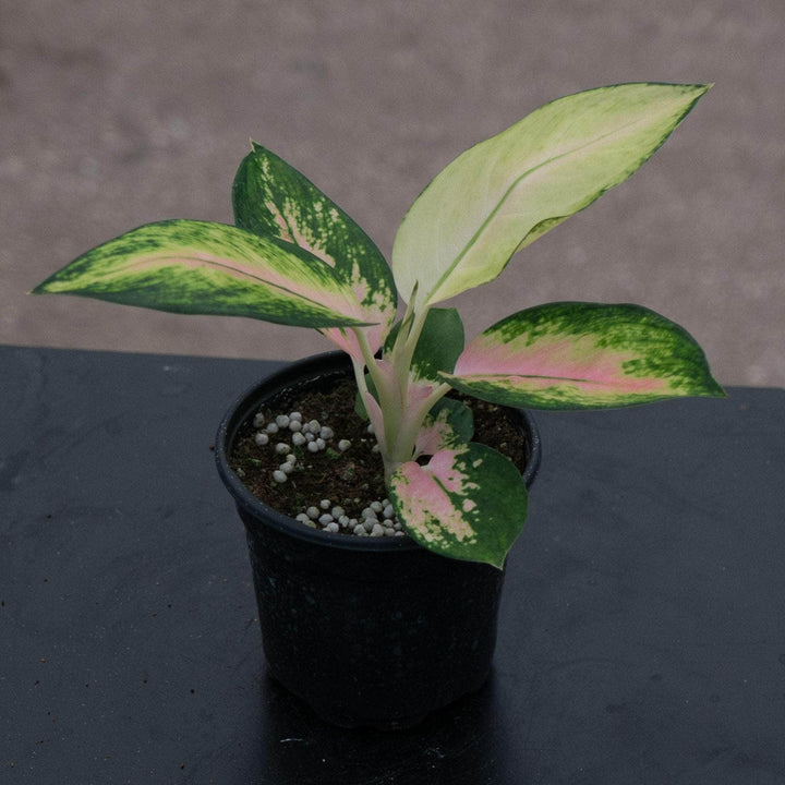 Gabriella Plants Aglaonema 4" Aglaonema 'Golden Love'