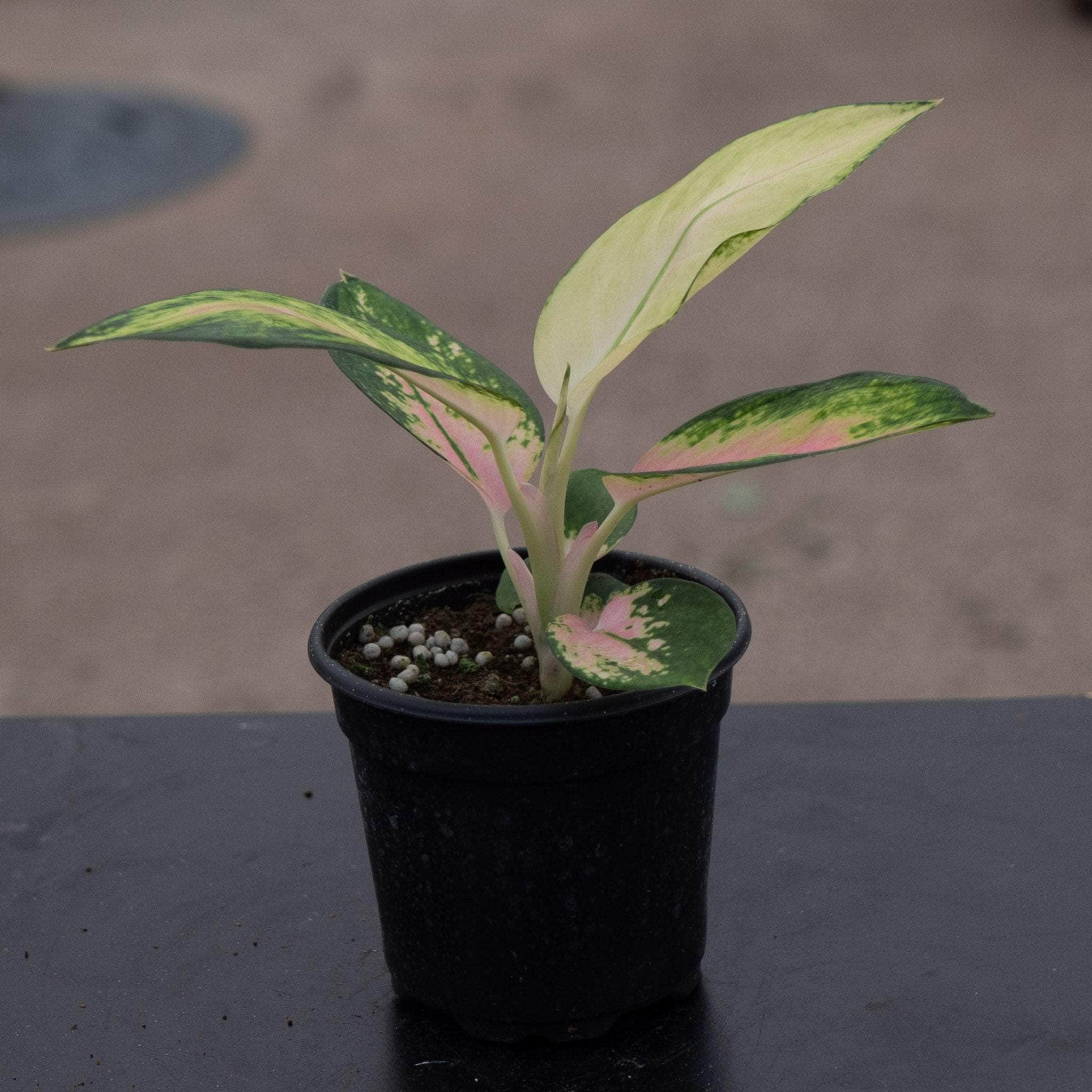 aglaonema plant leon Aglaonema 'Golden Love'