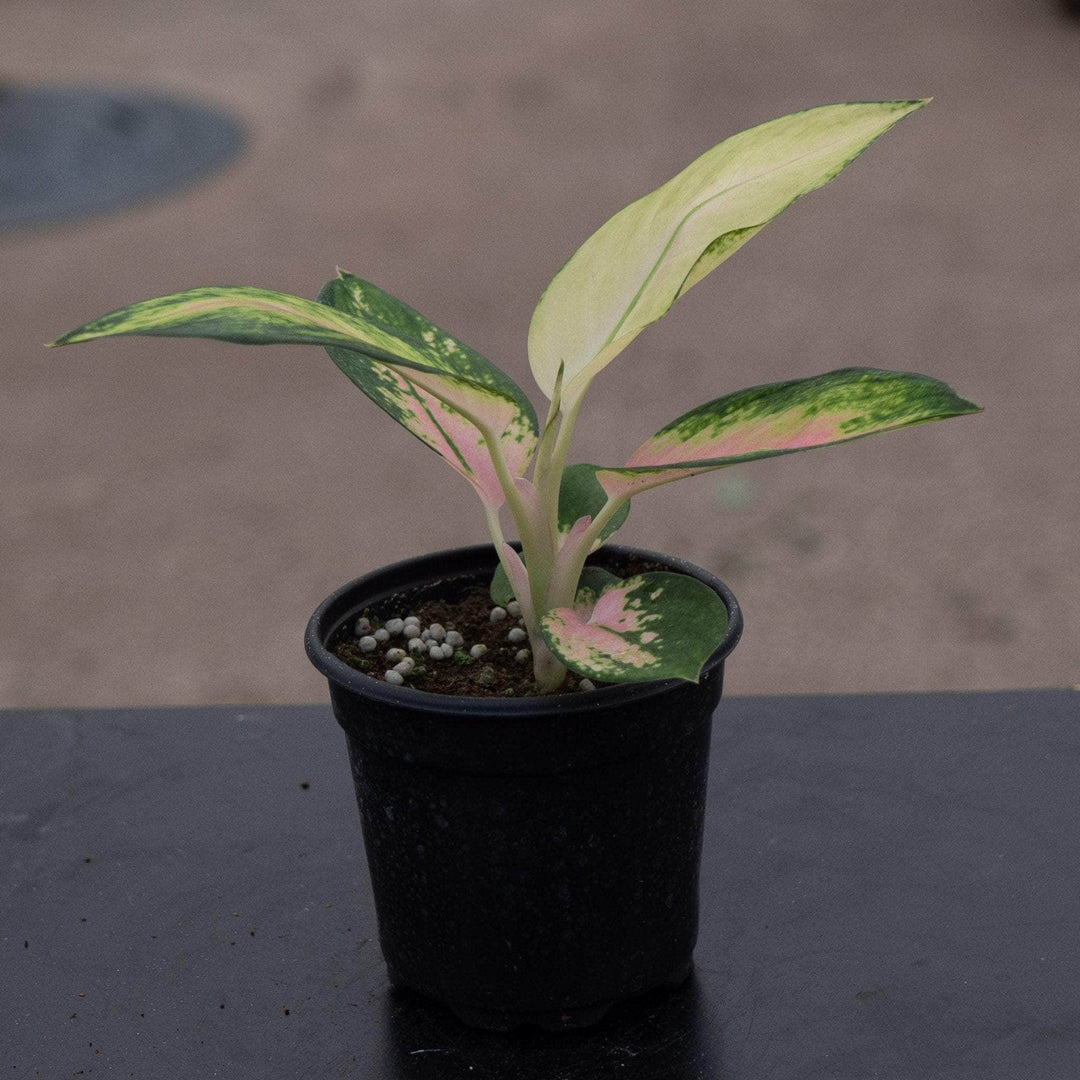Gabriella Plants Aglaonema 4" Aglaonema 'Golden Love'