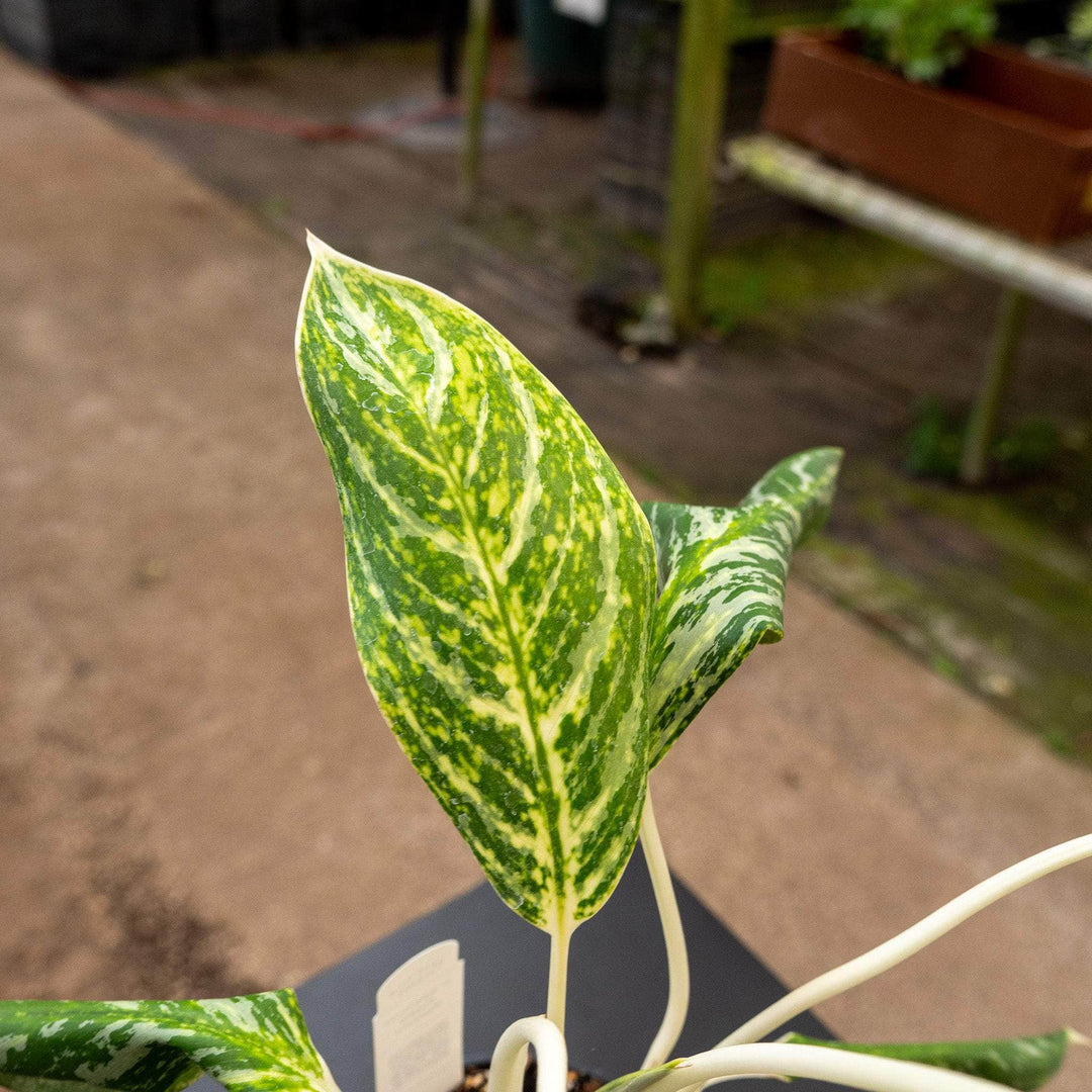 aglaonema madonna Aglaonema 'Golden Madonna'