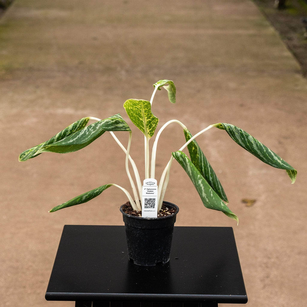 aglaonema golden madonna poison Aglaonema 'Golden Madonna'