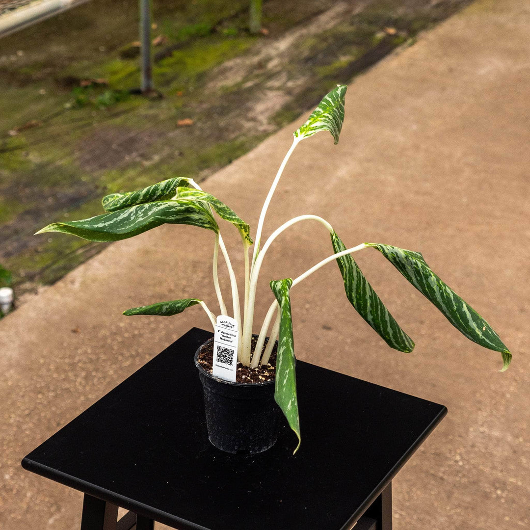 aglaonema golden madonna hardness Aglaonema 'Golden Madonna'