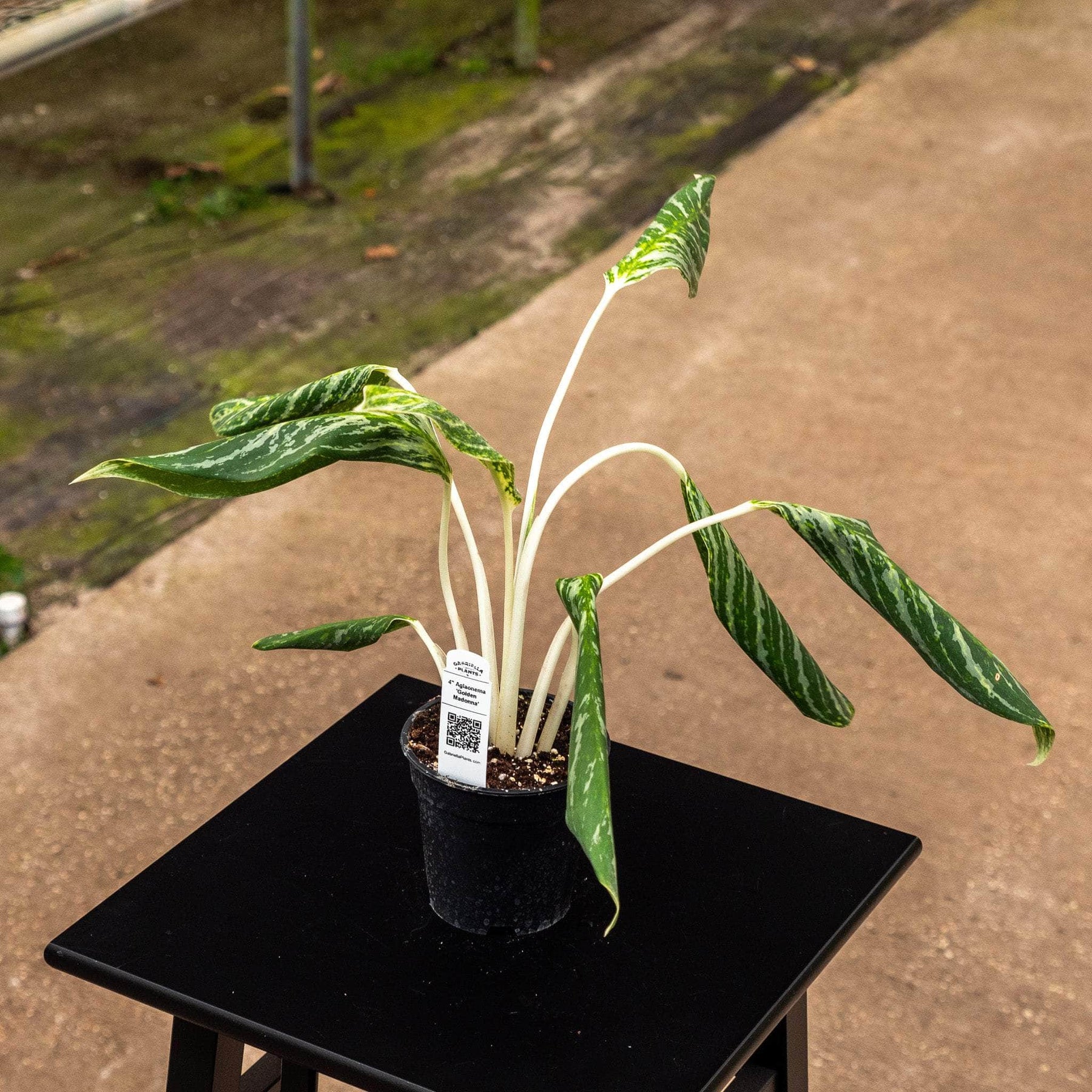 aglaonema golden madonna Aglaonema 'Golden Madonna'