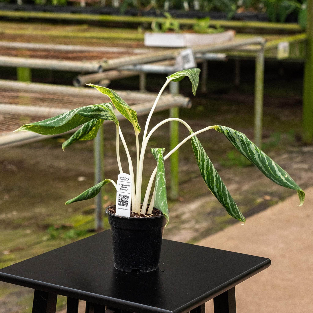 aglaonema golden madonna height Aglaonema 'Golden Madonna'