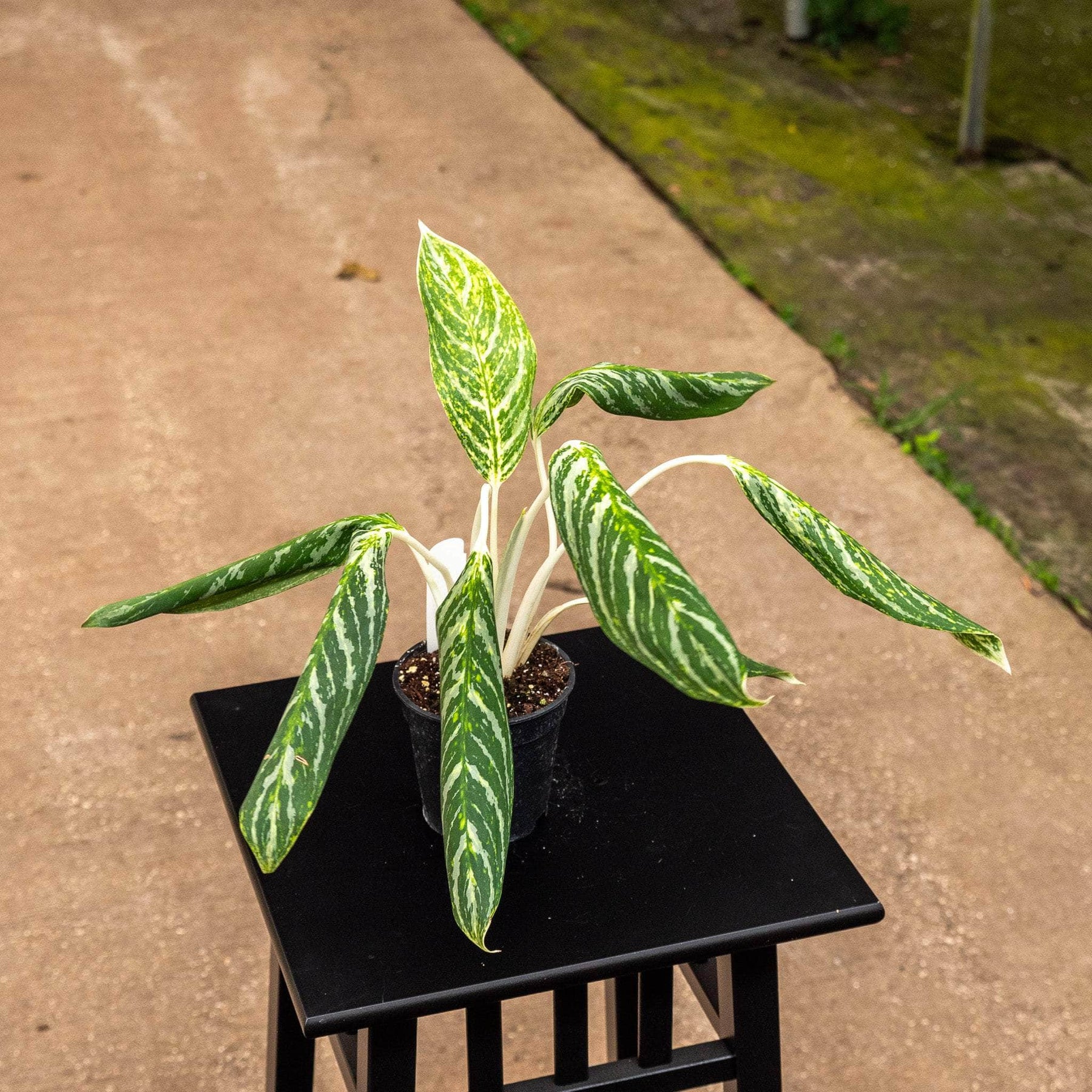 aglaonema hybrid & 39 Aglaonema 'Golden Madonna'