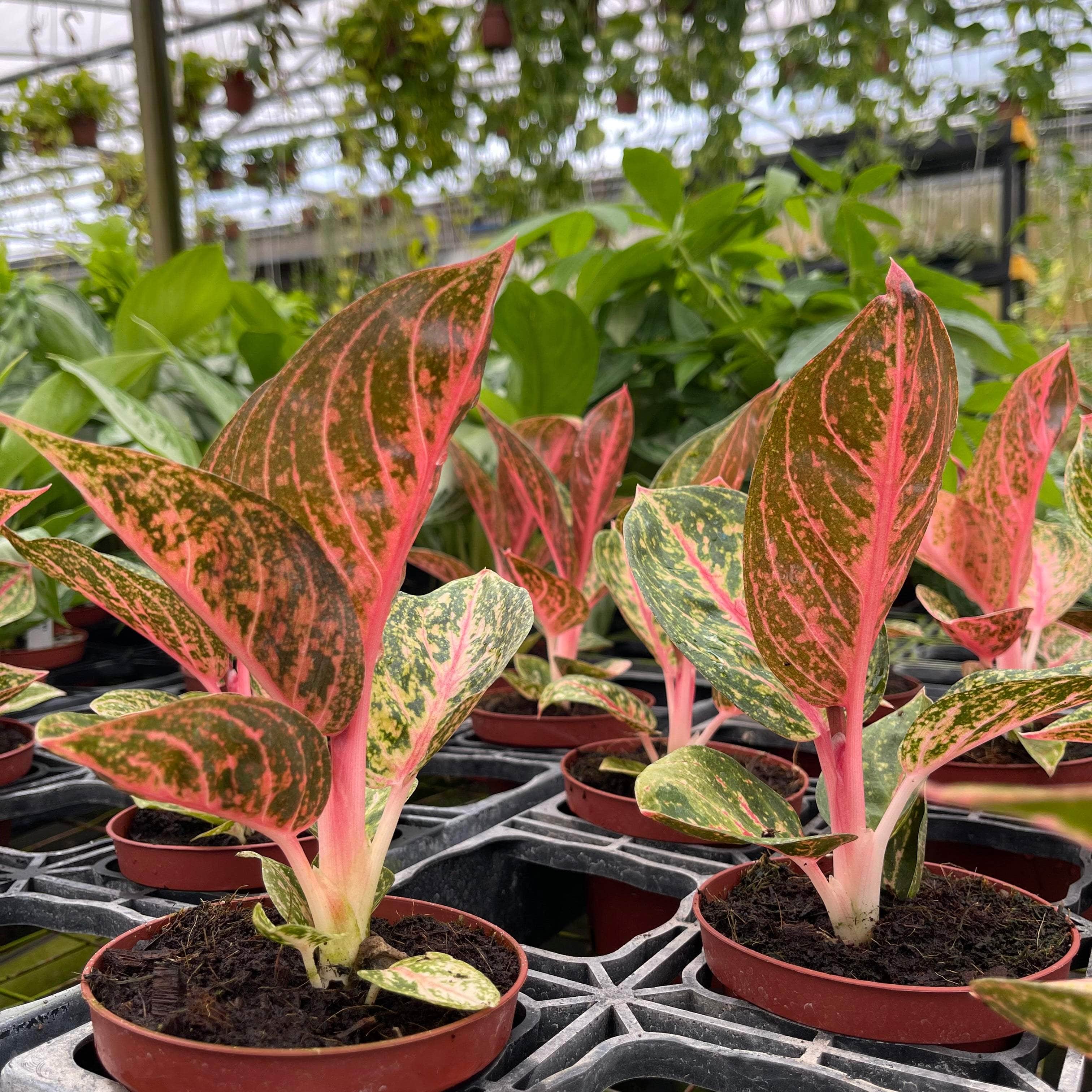 Aglaonema 'Golden Powder' - Gabriella Plants