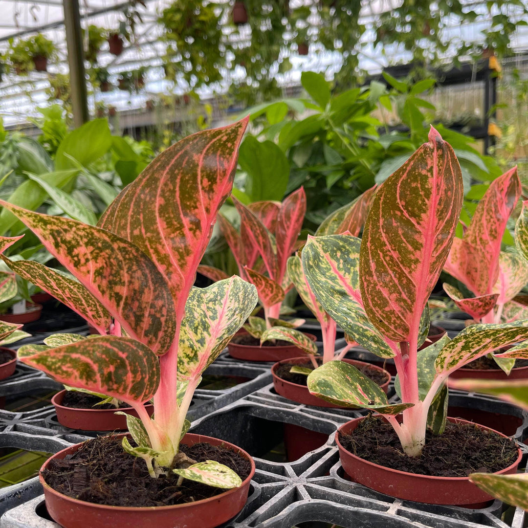 aglaonema plant soil Aglaonema ‘Golden Powder’