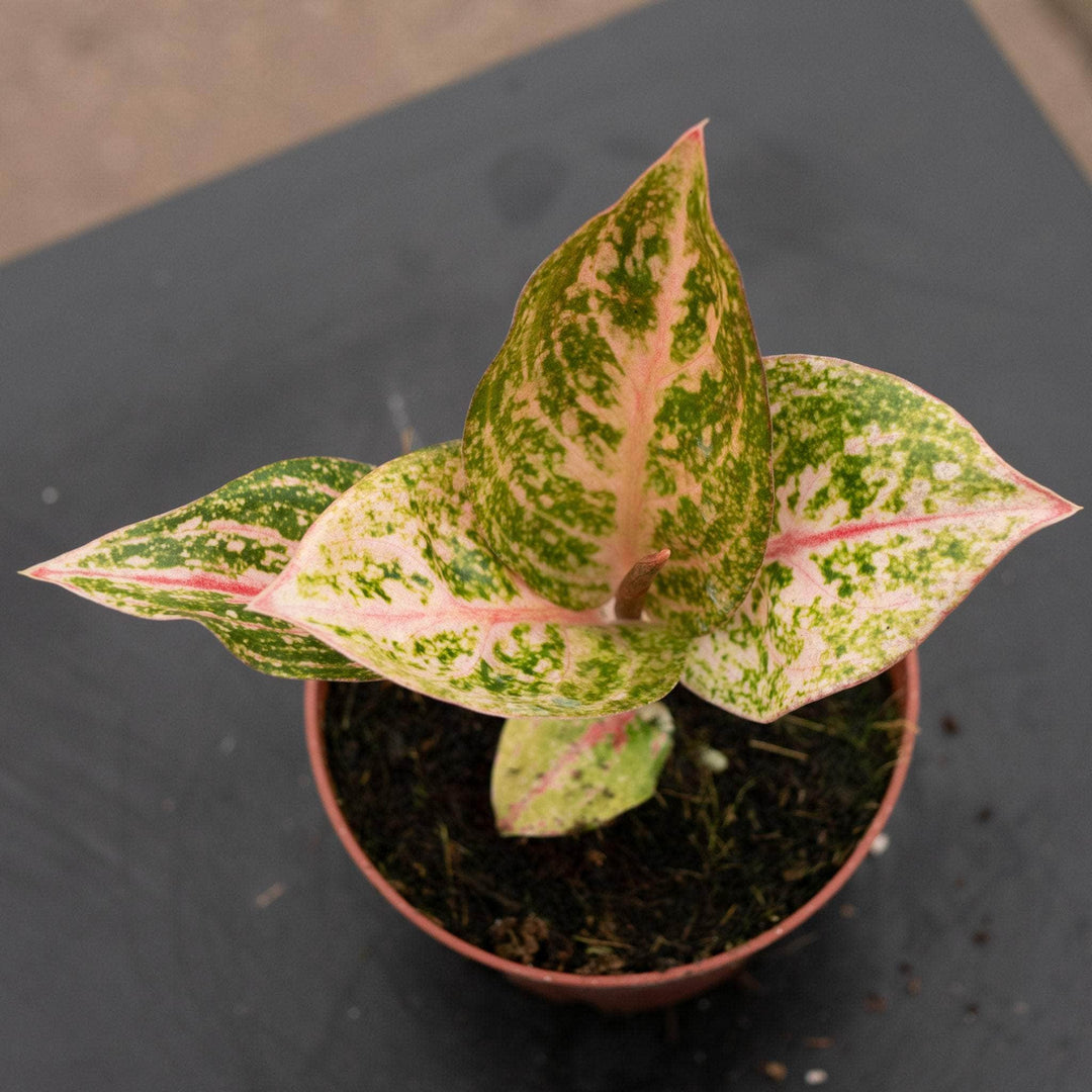 aglaonema perdiz Aglaonema 'Golden Powder'