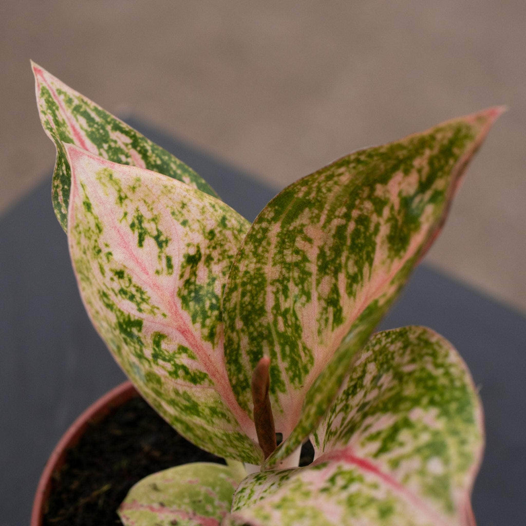 aglaonema gold dust Aglaonema ‘Golden Powder’