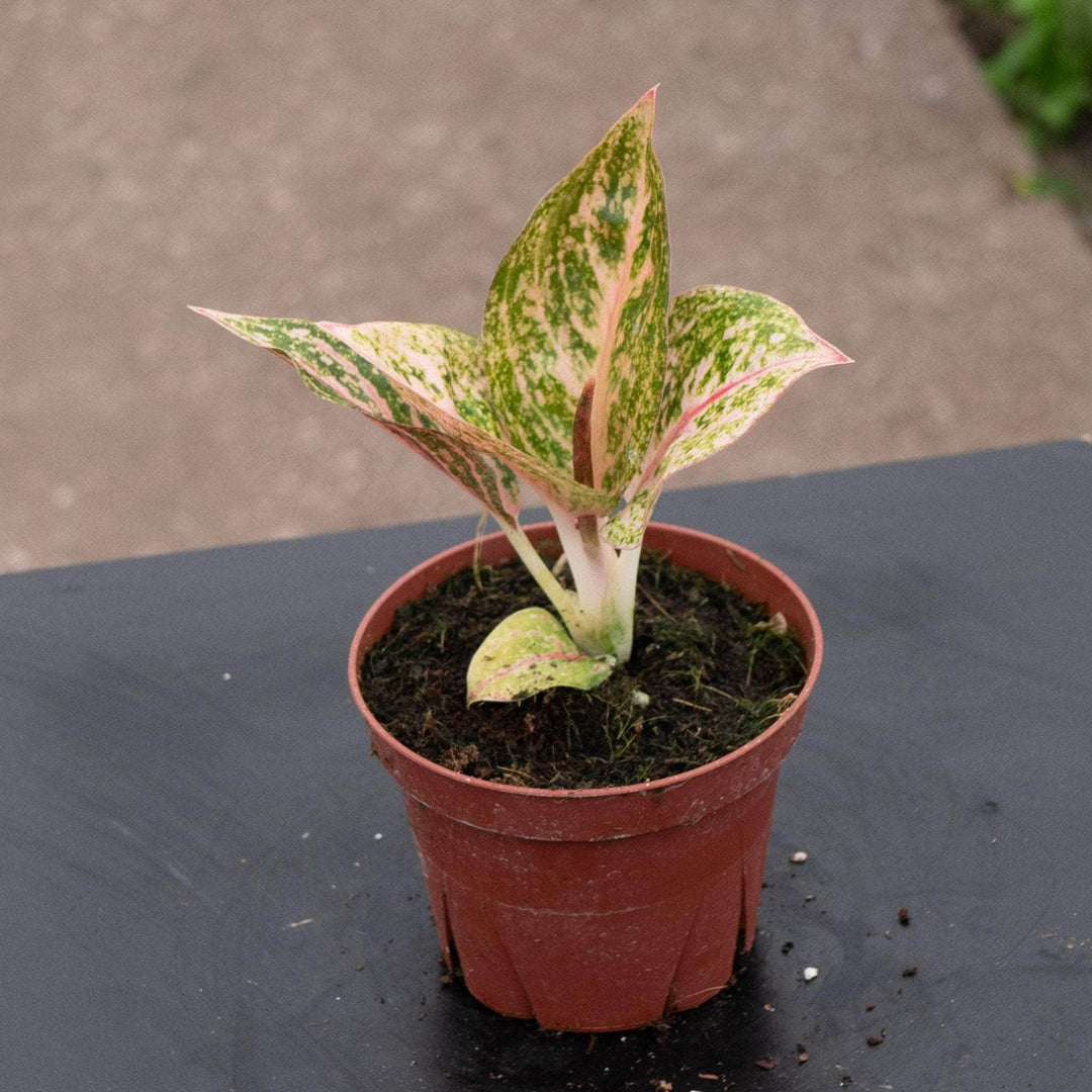 aglaonema dove Aglaonema ‘Golden Powder’