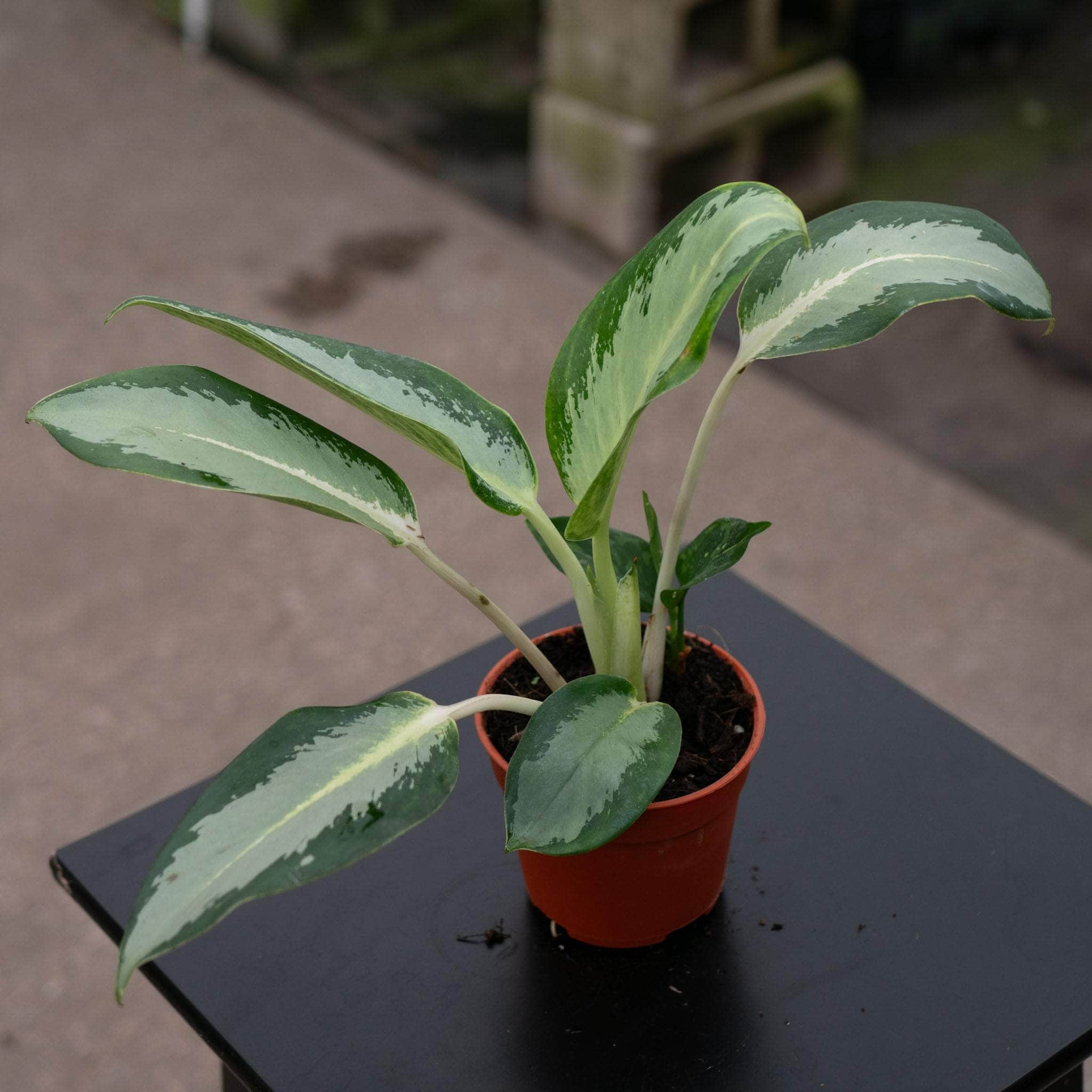 aglaonema plant green Aglaonema 'Green Bowl'