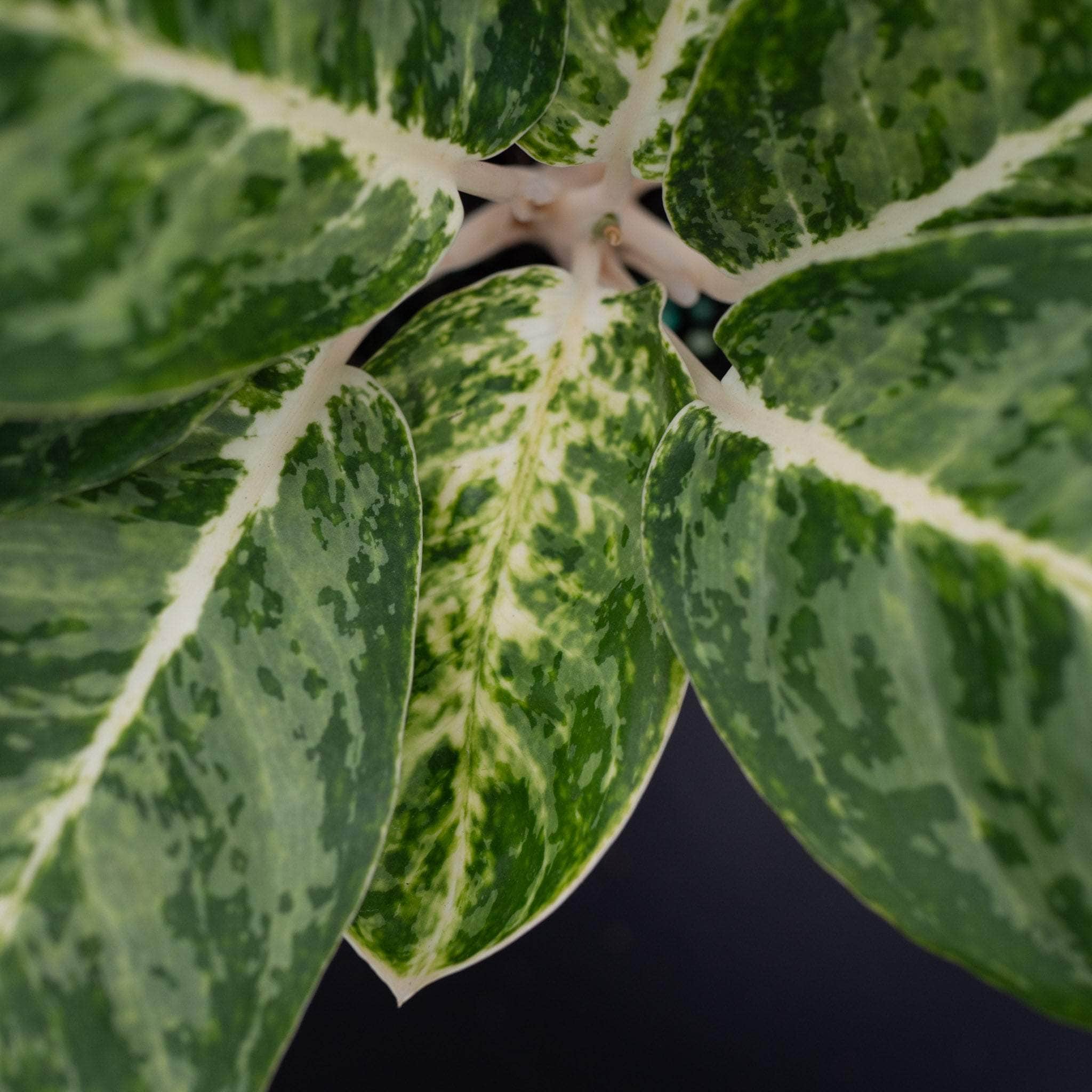 Aglaonema 'Green Papuma' - Gabriella Plants