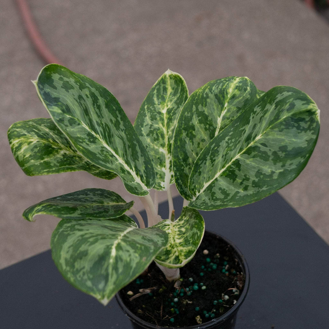 green papaya aglaonema Aglaonema 'Green Papuma'