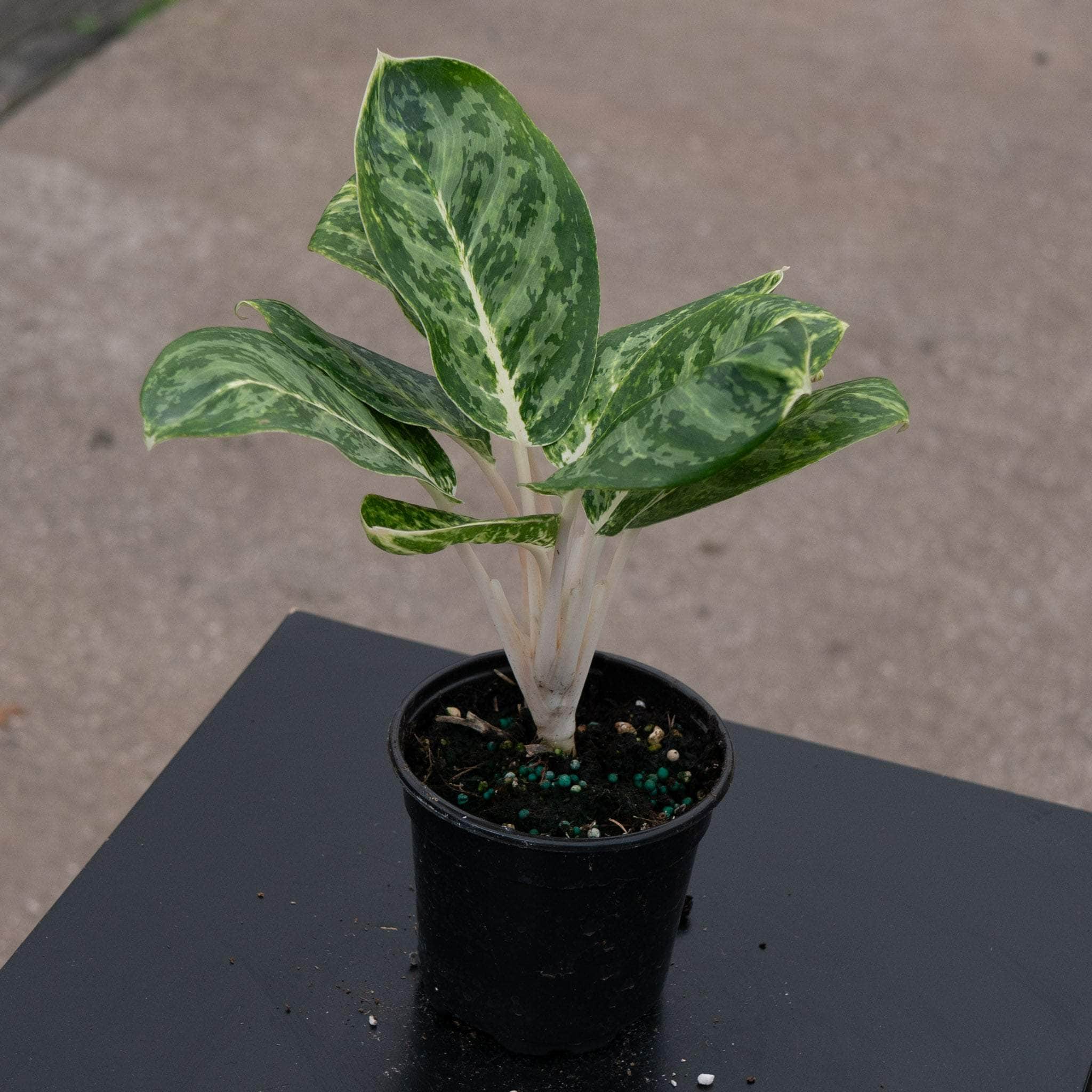 Aglaonema 'Green Papuma' - Gabriella Plants