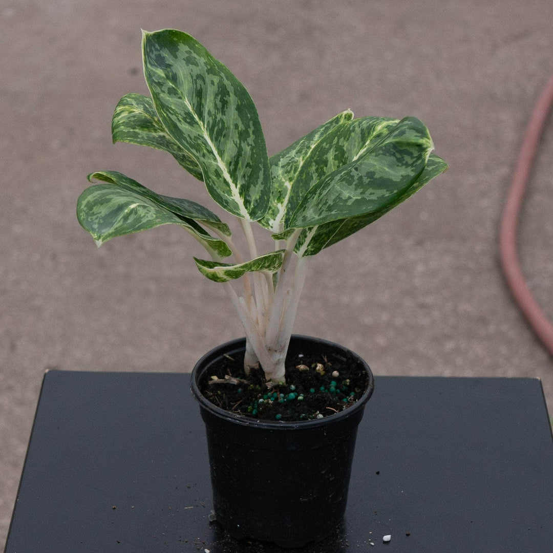 aglaonema green papuma Aglaonema 'Green Papuma'