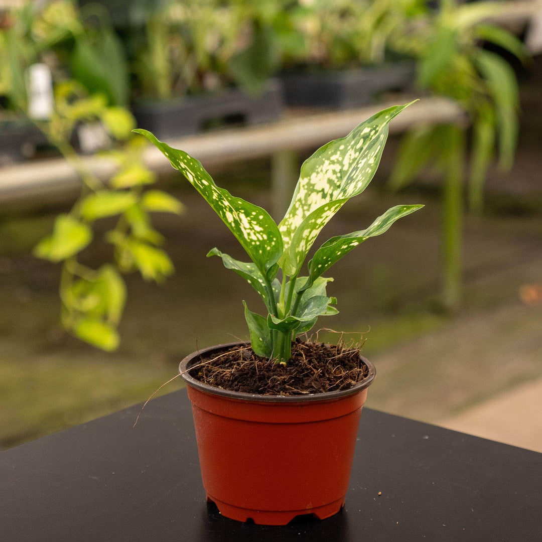 aglaonema brevispathum & 39 Aglaonema 'Brevispathum'