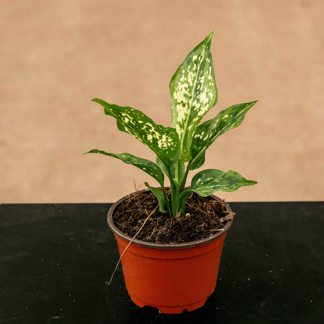 aglaonema species Aglaonema 'Brevispathum'