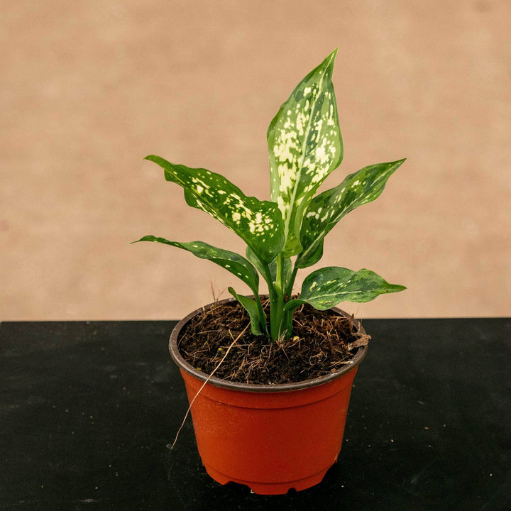 Gabriella Plants Aglaonema 4" Aglaonema 'Hybrid'