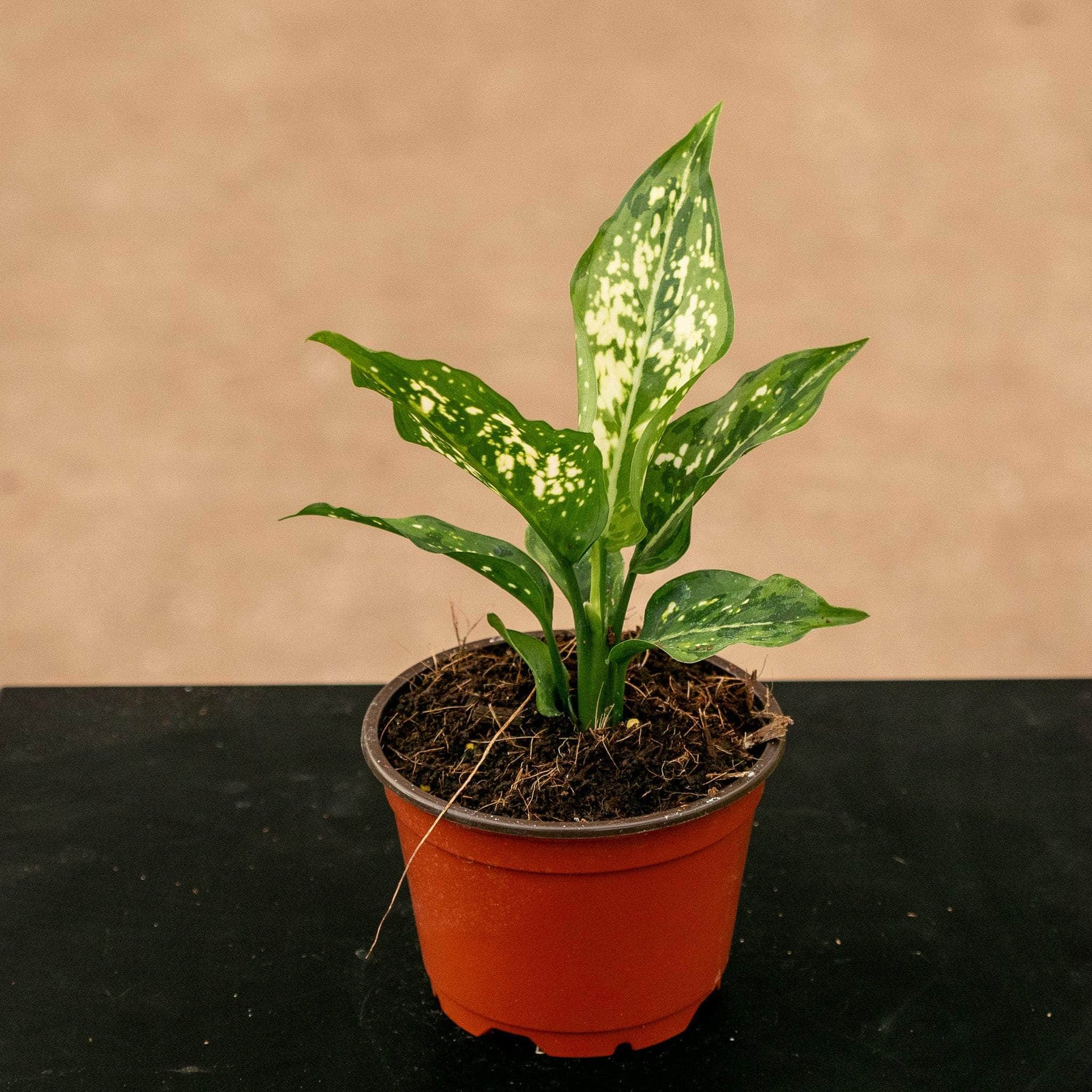 aglaonema ernesto hybrid Aglaonema 'Brevispathum'