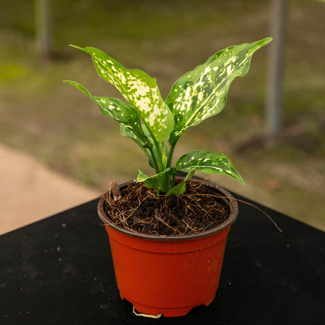 aglaonema special white hybrid Aglaonema 'Brevispathum'