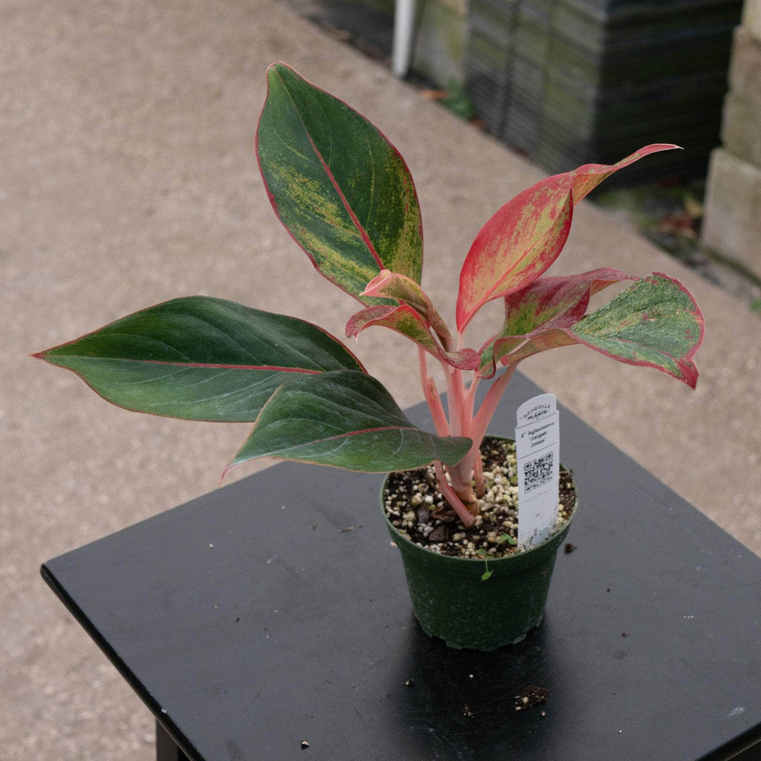 aglaonema garnet Aglaonema 'Jasper Jones'