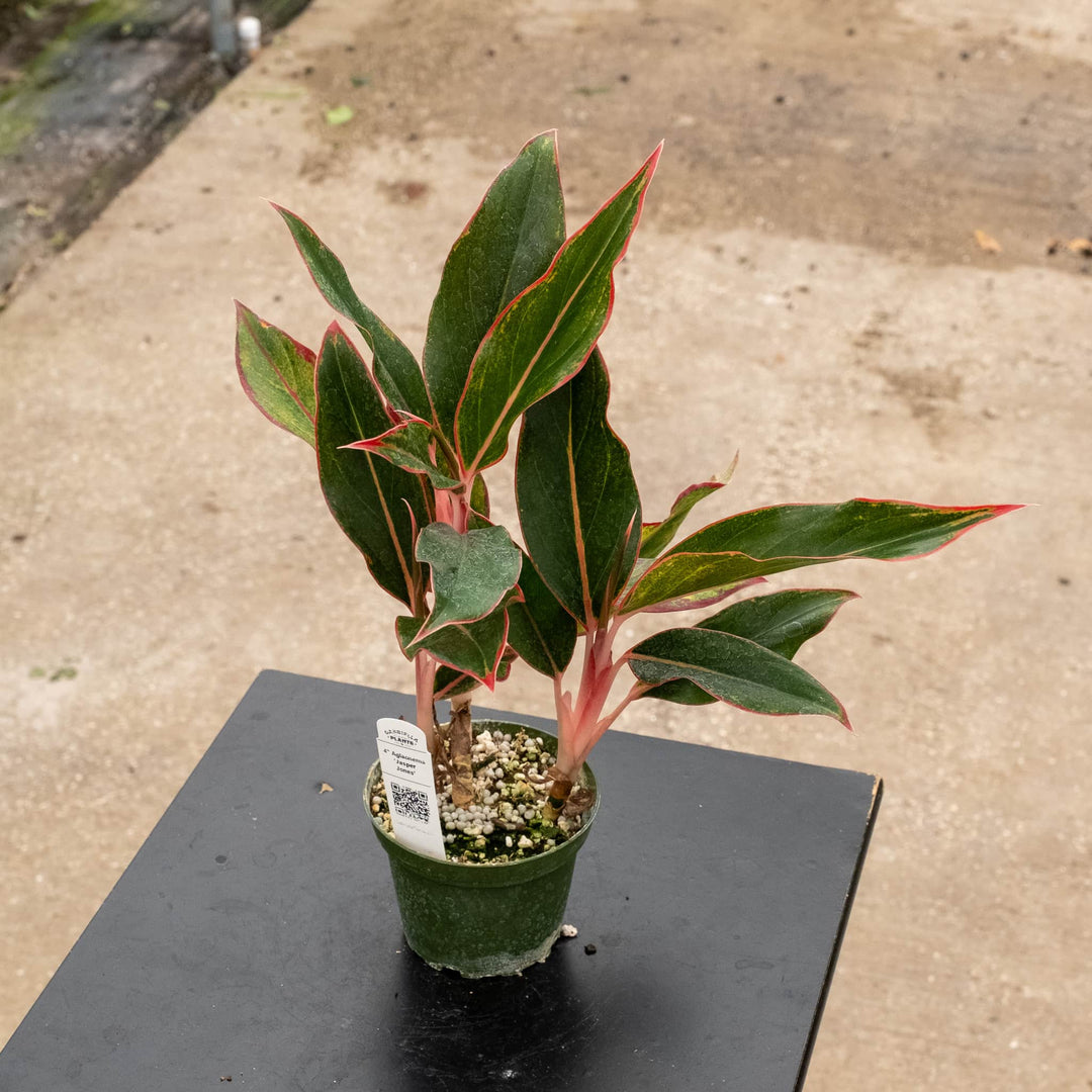 Gabriella Plants Aglaonema 4" Aglaonema 'Jasper Jones'