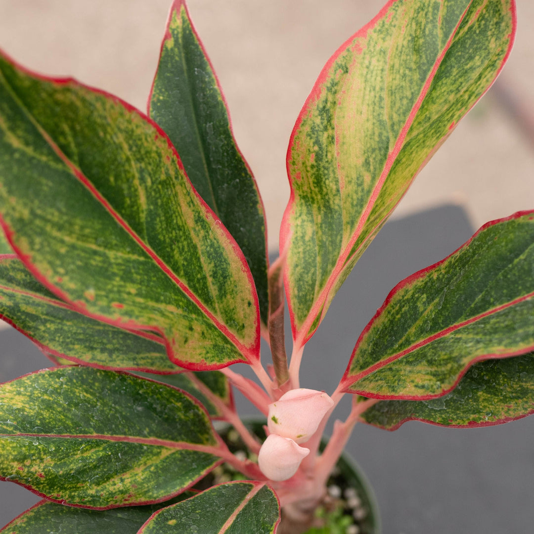 Gabriella Plants Aglaonema 4" Aglaonema &