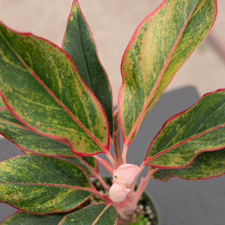 Gabriella Plants Aglaonema 4" Aglaonema &