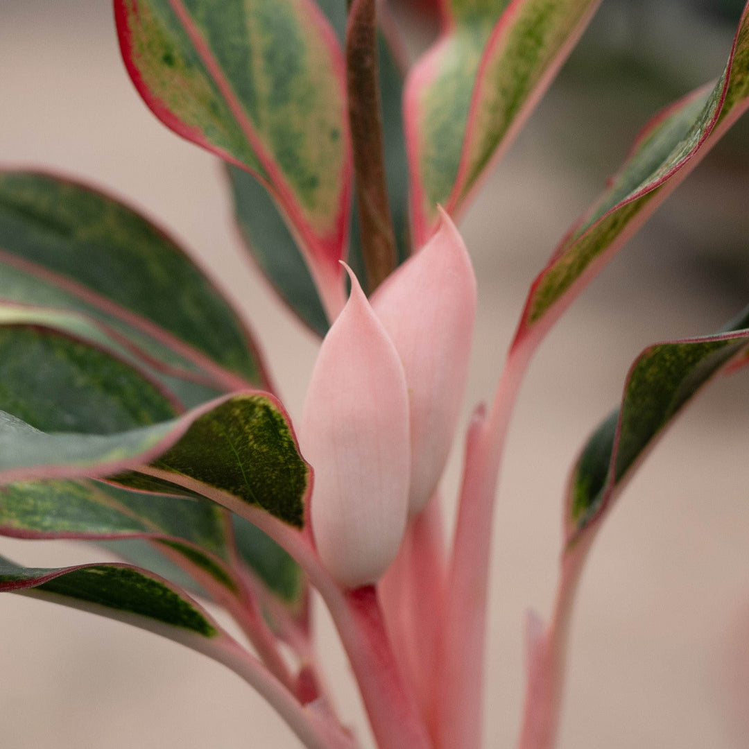 Gabriella Plants Aglaonema 4" Aglaonema &