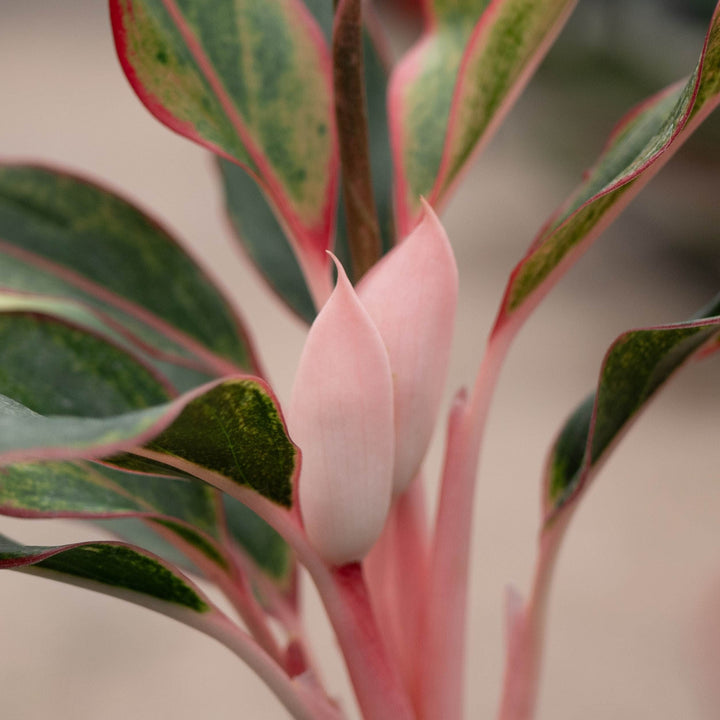 Gabriella Plants Aglaonema 4" Aglaonema &