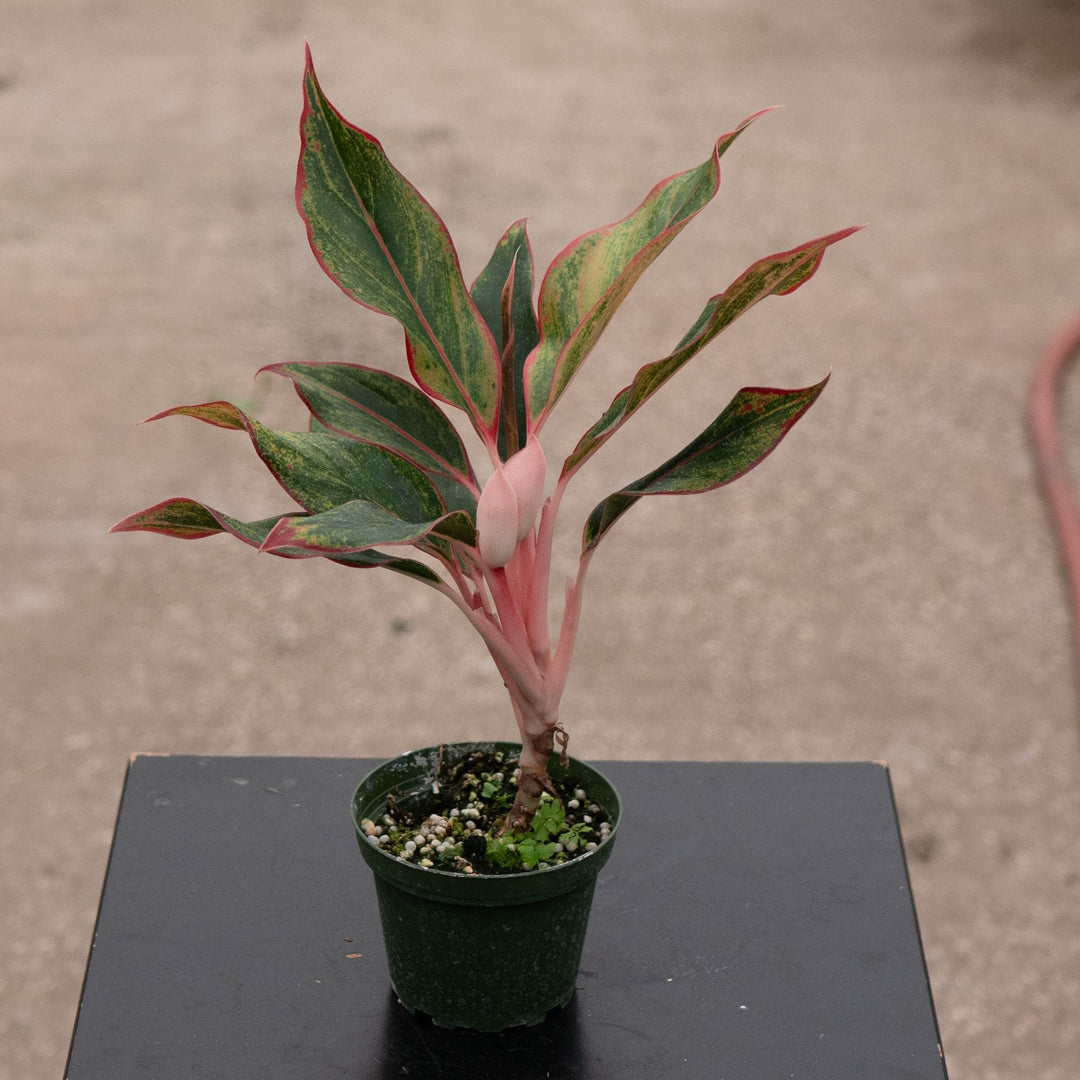 Gabriella Plants Aglaonema 4" Aglaonema &