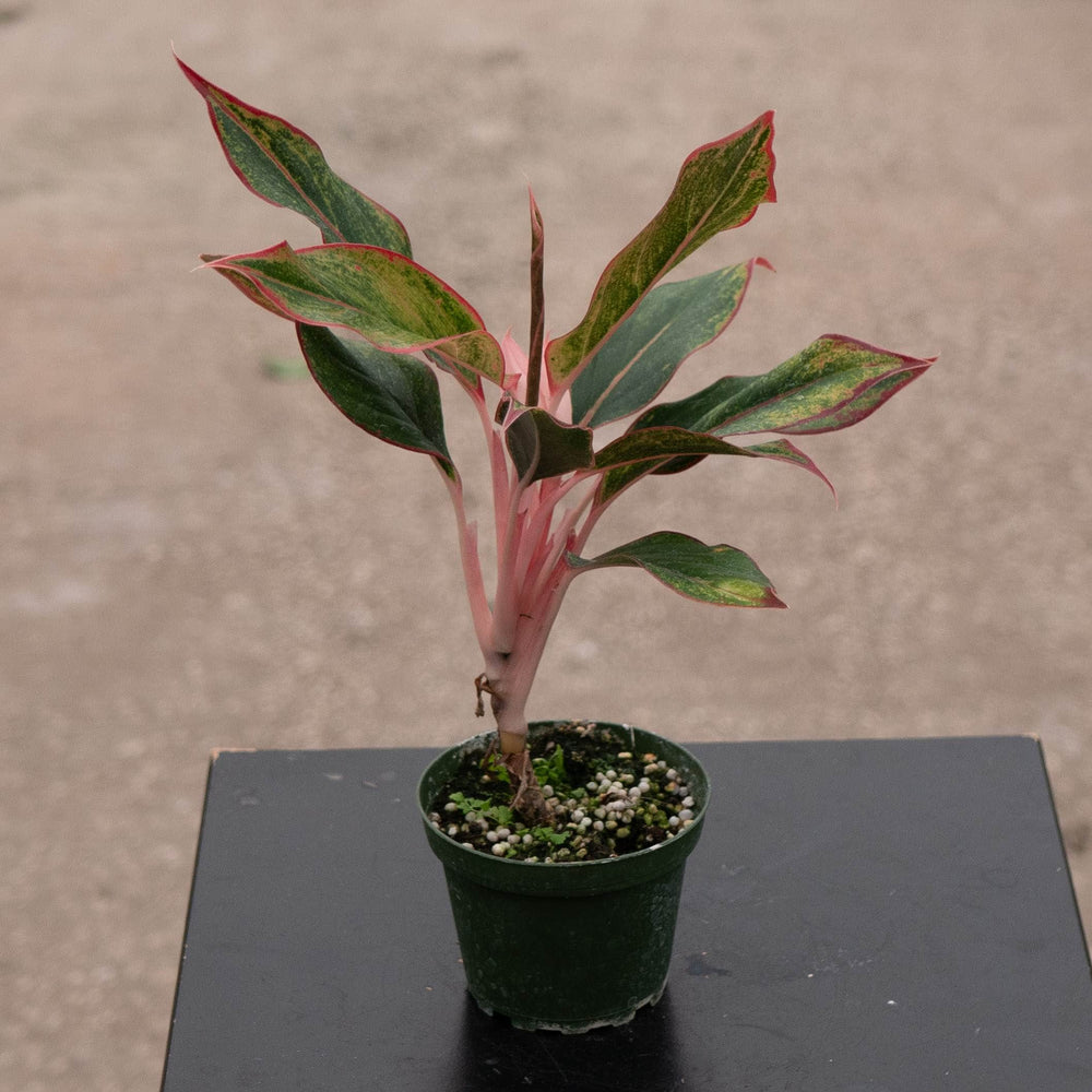 Gabriella Plants Aglaonema 4" Aglaonema 'Jasper Jones'