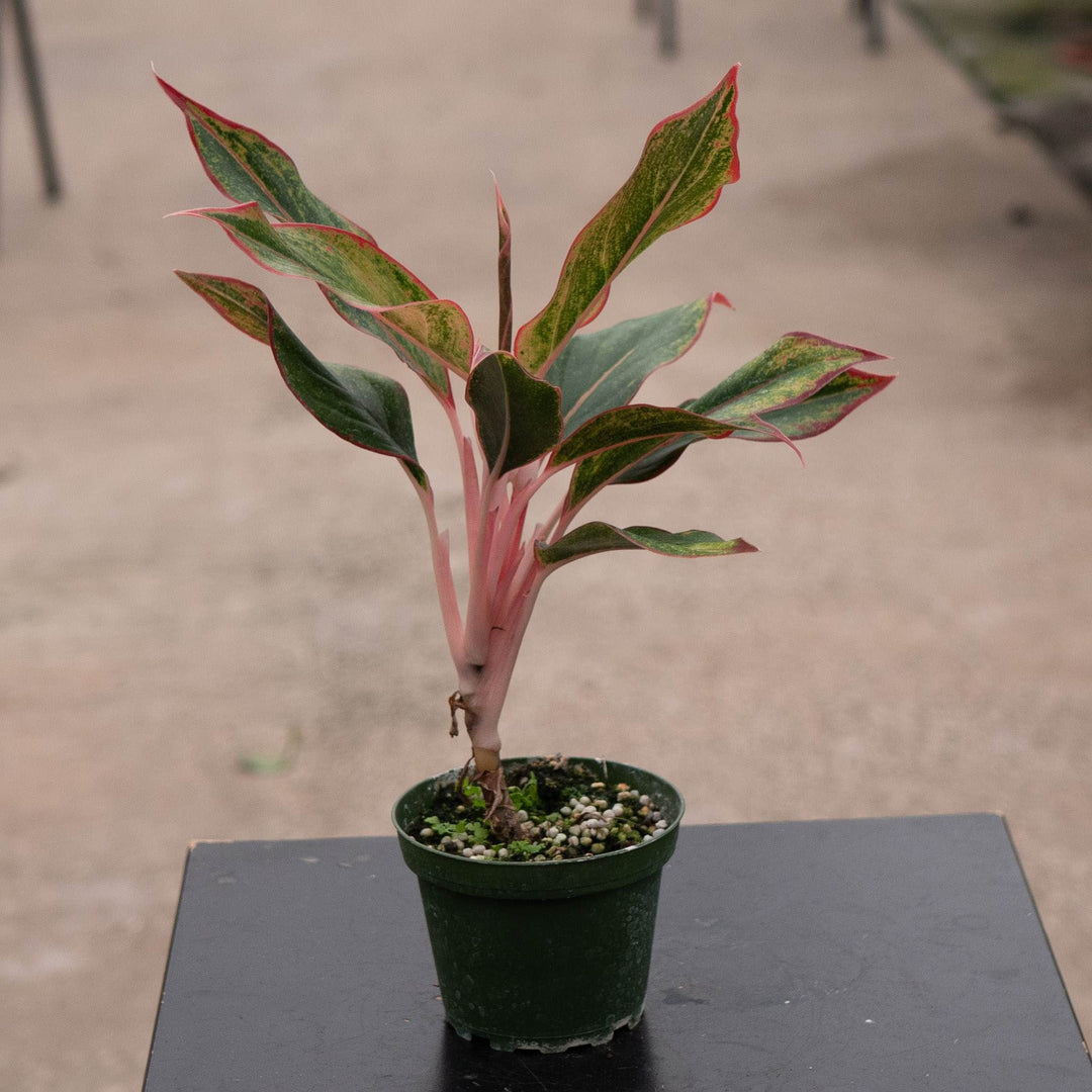 Gabriella Plants Aglaonema 4" Aglaonema 'Jasper Jones'