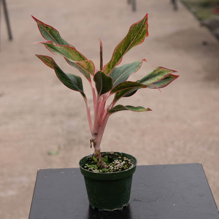 Gabriella Plants Aglaonema 4" Aglaonema &