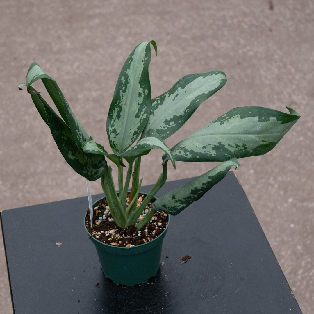 Gabriella Plants Aglaonema 4" Aglaonema 'Jubilee'