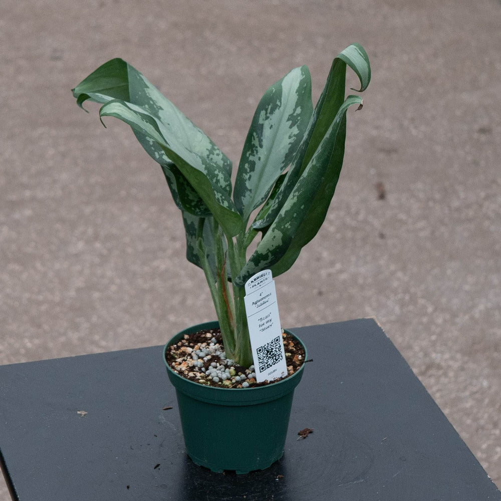 Gabriella Plants Aglaonema 4" Aglaonema 'Jubilee'