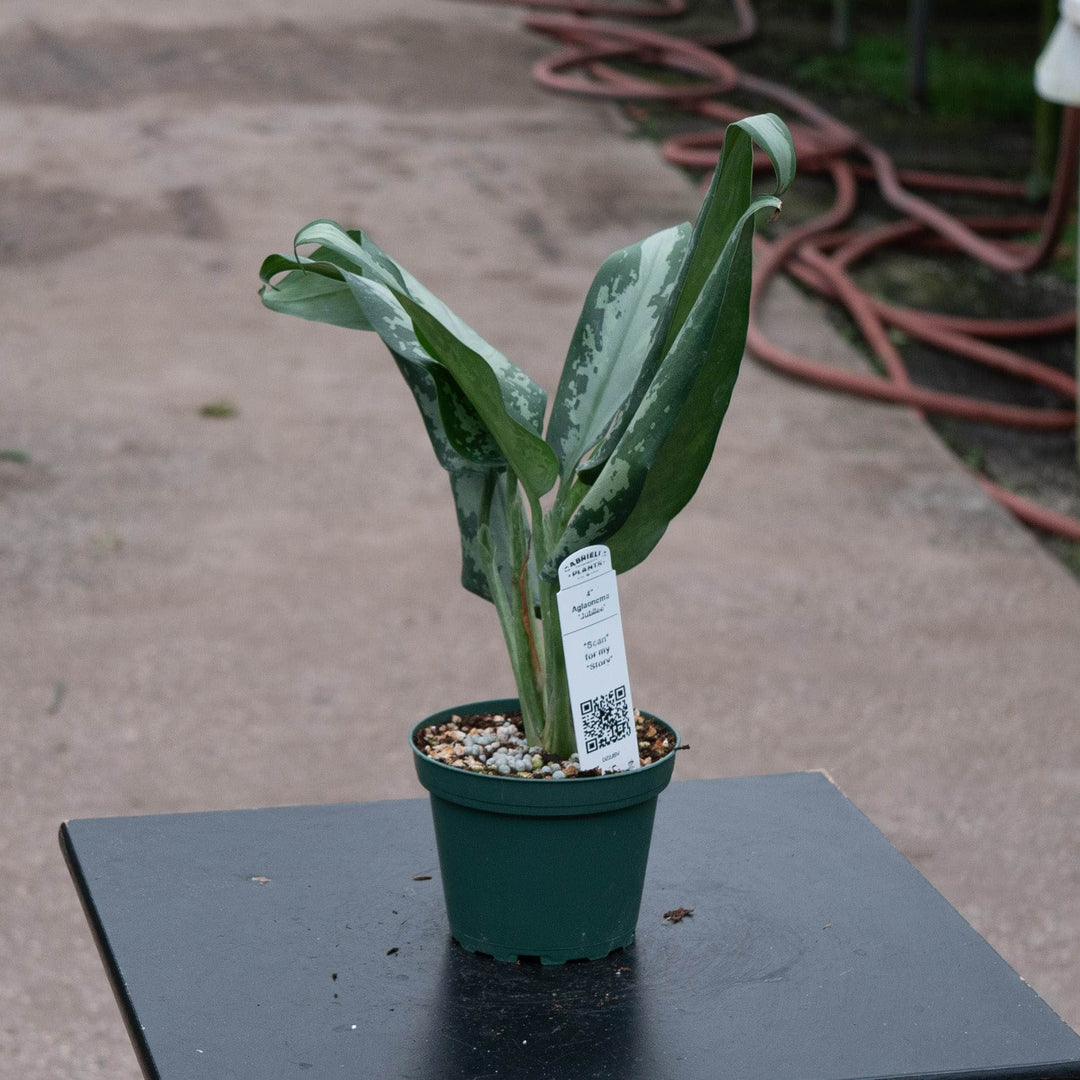 Gabriella Plants Aglaonema 4" Aglaonema &