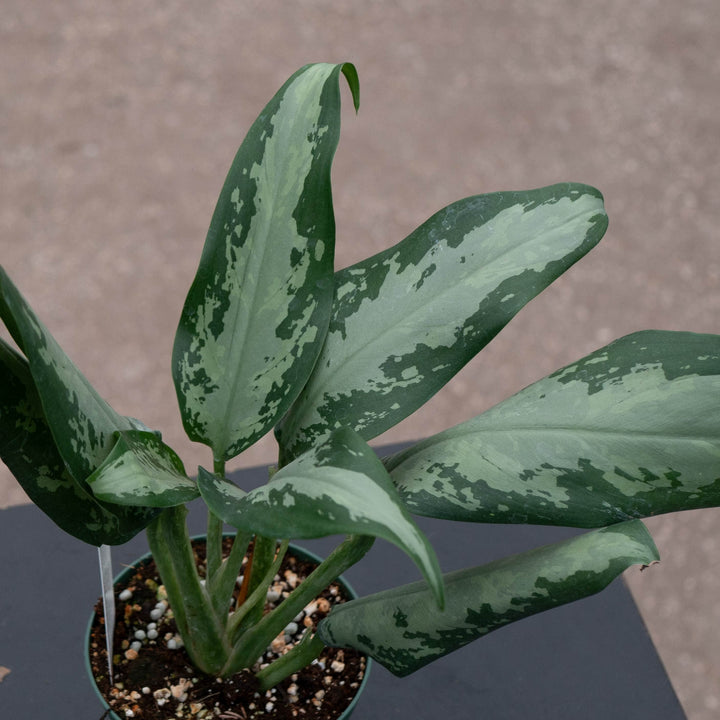 Gabriella Plants Aglaonema 4" Aglaonema &