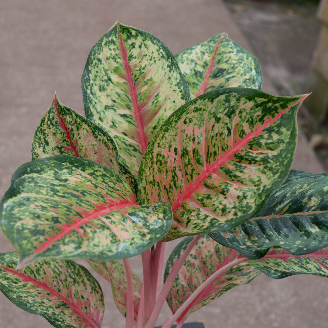 Gabriella Plants Aglaonema 4" Aglaonema &