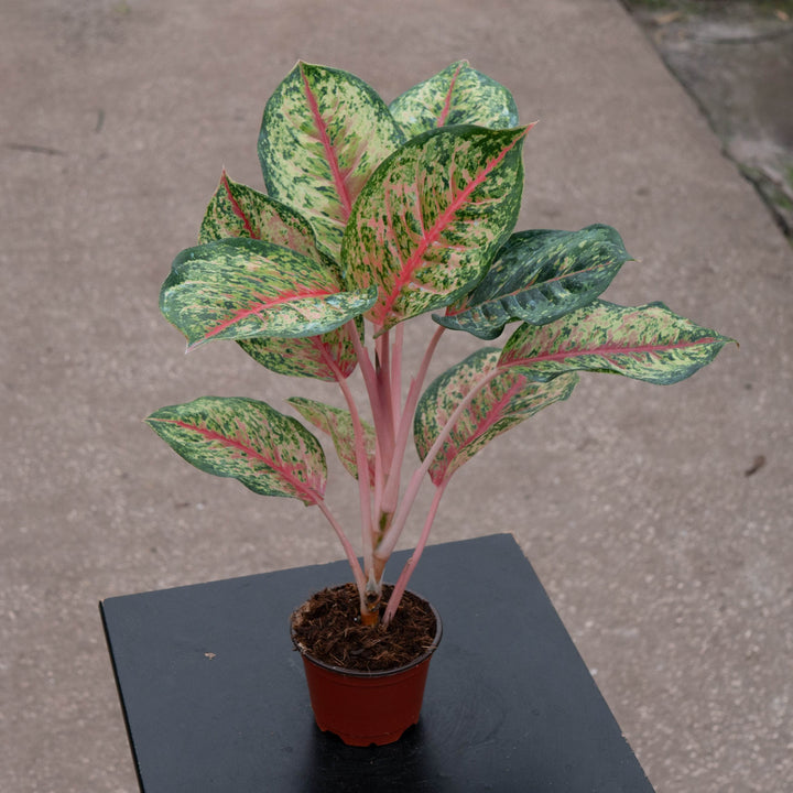 Gabriella Plants Aglaonema 4" Aglaonema &
