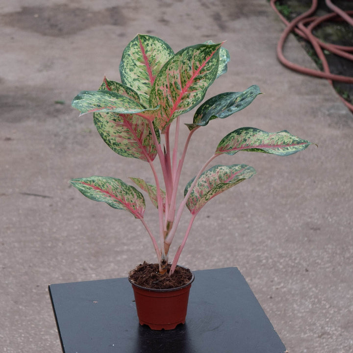 Gabriella Plants Aglaonema 4" Aglaonema &