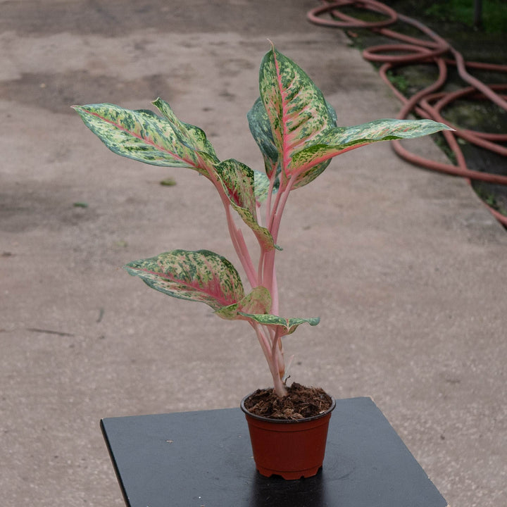 Gabriella Plants Aglaonema 4" Aglaonema &