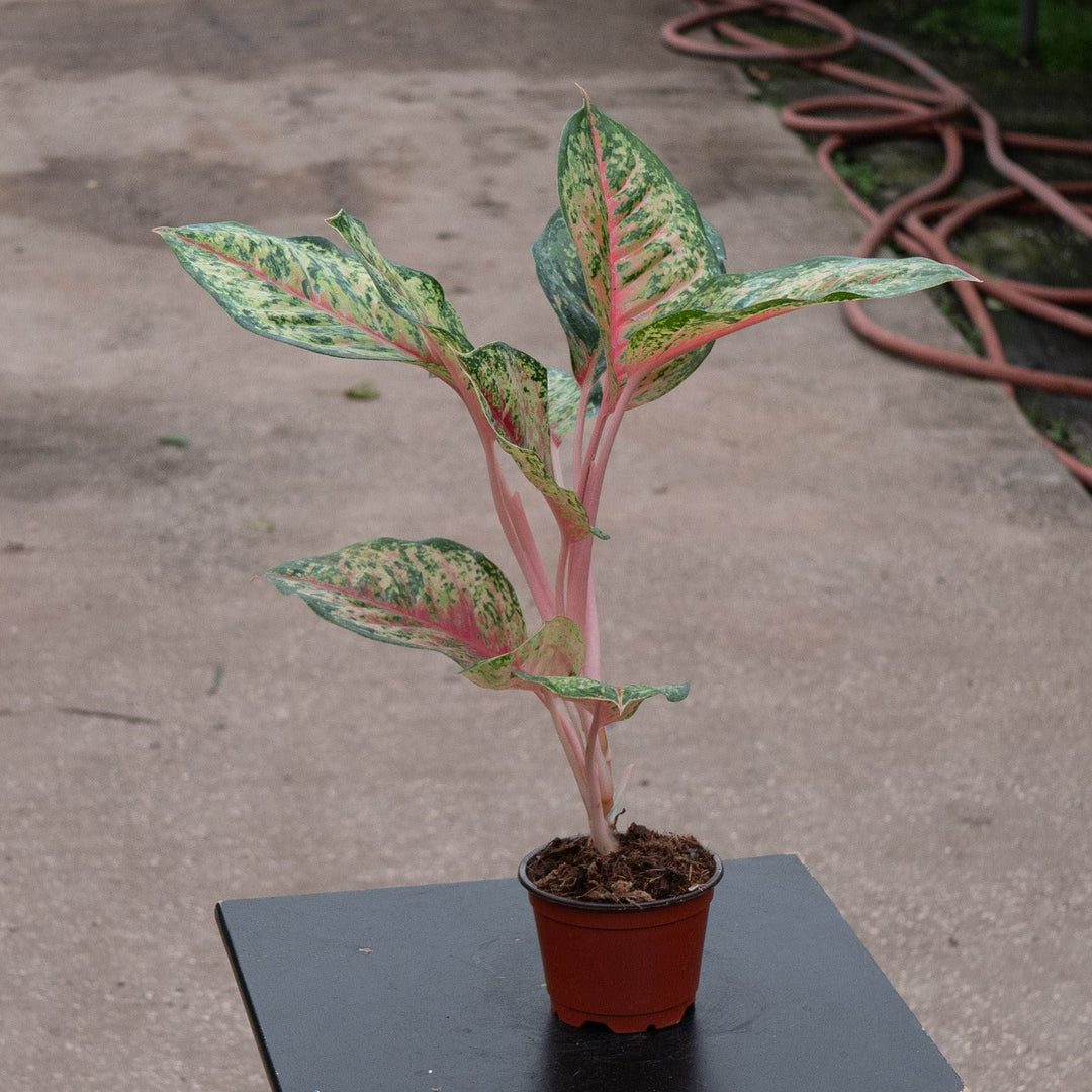 Gabriella Plants Aglaonema 4" Aglaonema &