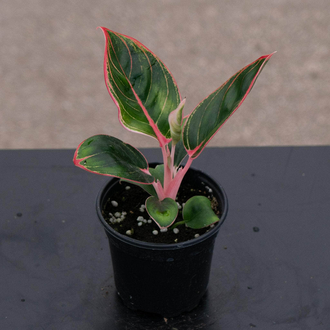 Gabriella Plants Aglaonema 4" Aglaonema 'Khanza Pink'
