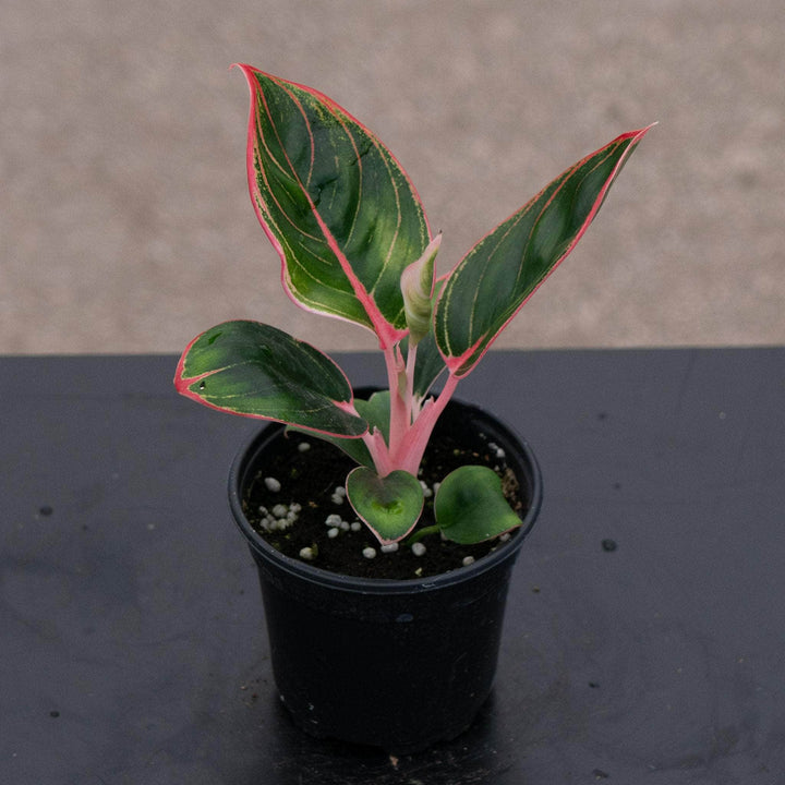 Gabriella Plants Aglaonema 4" Aglaonema 'Khanza Pink'