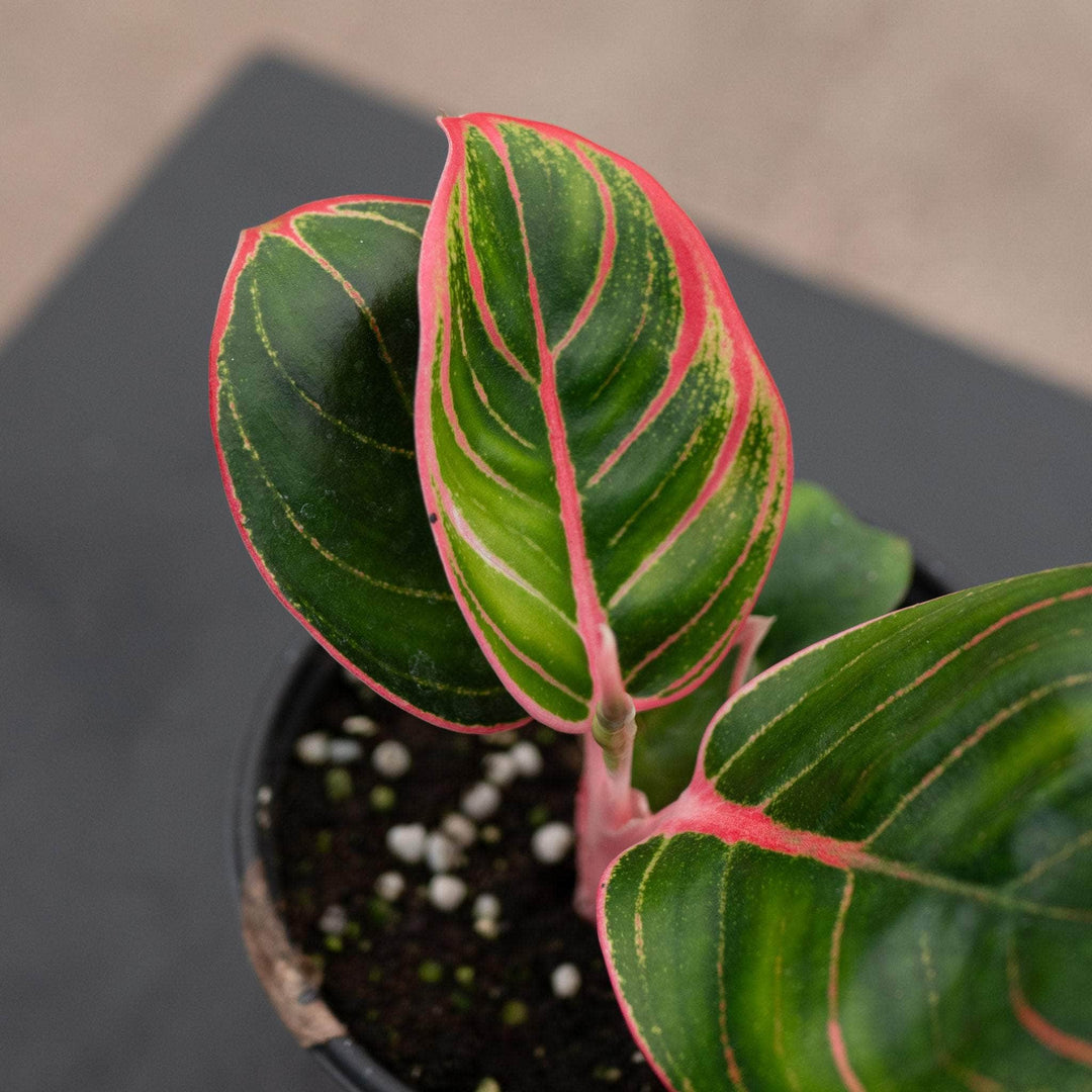 Gabriella Plants Aglaonema 4" Aglaonema 'Khanza Pink'
