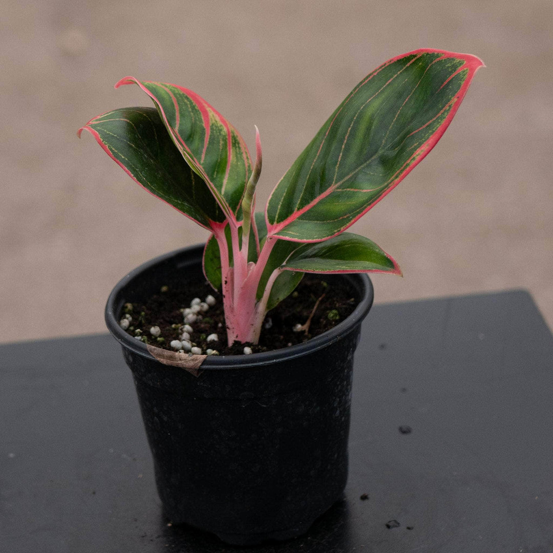 aglaonema calathea Aglaonema 'Khanza Pink'