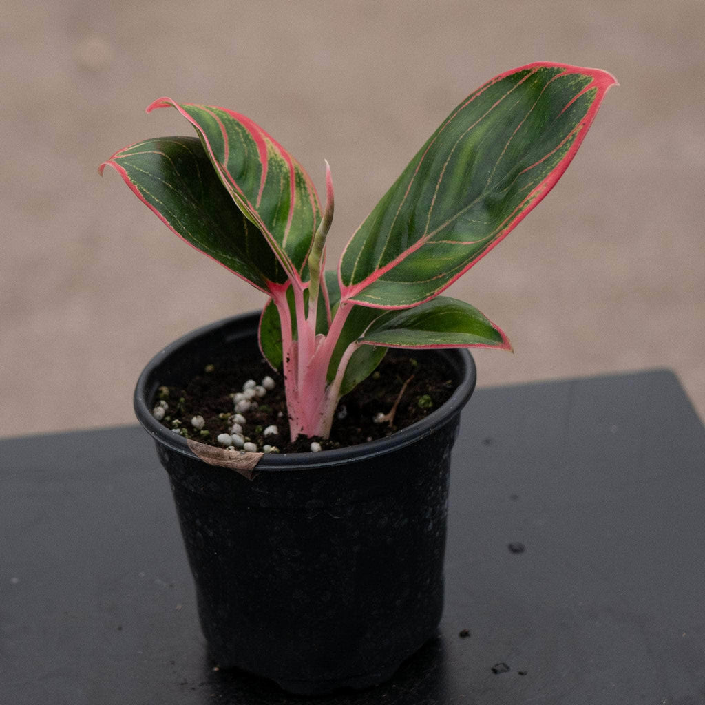 gabriella-plants-aglaonema-